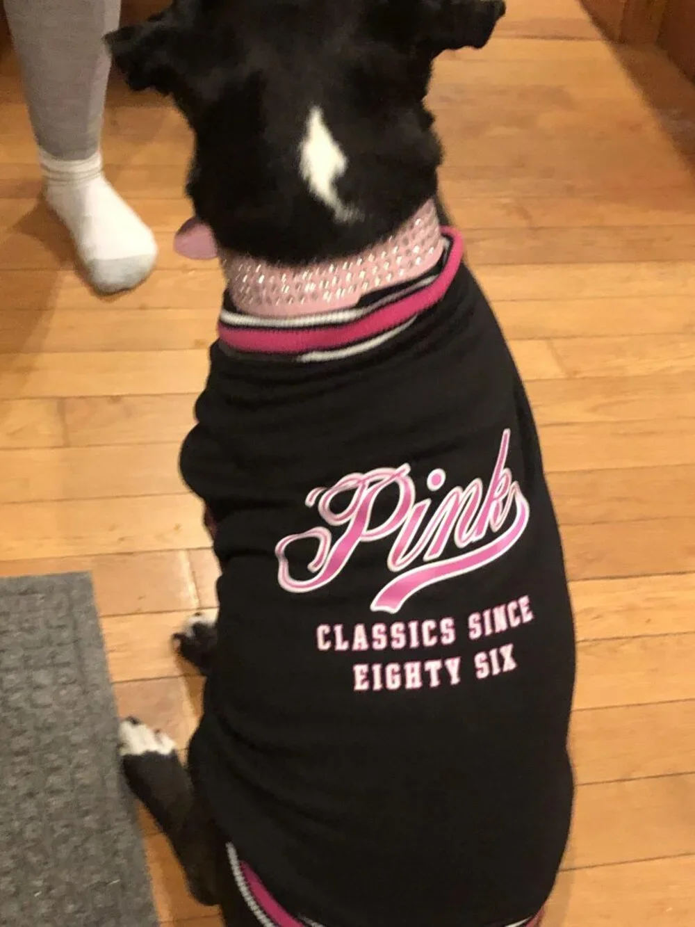 New Sz M Victoria's Secret Super Soft High-Quality PINK Pup Pet Varsity Jacket